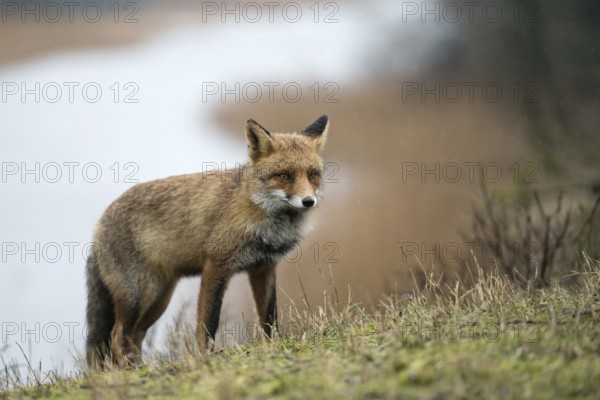 On an exploratory tour... Red fox (Vulpes vulpes) in rainy weather, fox comes up a hill from a body