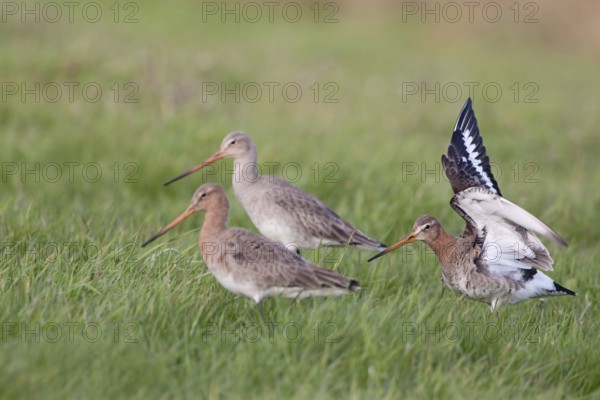 Travelling in a flock... Black-tailed godwits (Limosa limosa) shortly after their arrival in the