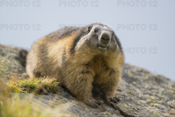Alpine marmot (Marmota marmota) in autumn, Grossglockner, High Tauern National Park, Austria,