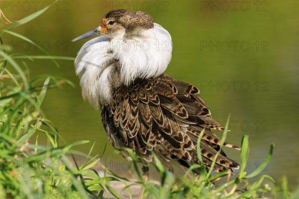 Bird with splendid white neck plumage, surrounded by green vegetation, Ruff (Calidris pugnax, Syn.: