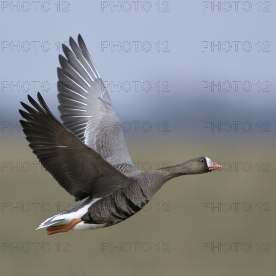 Green and blue... White-fronted goose (Anser albifrons), northern wild goose in flight, in the most