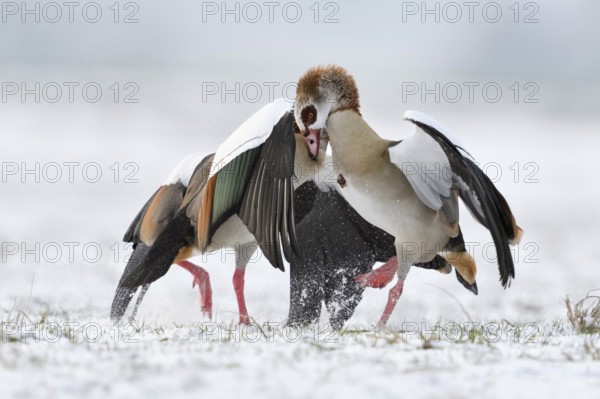 Nile goose, Nile geese (Alopochen aegyptiacus) in winter, snow, in fierce, hard fight, territorial