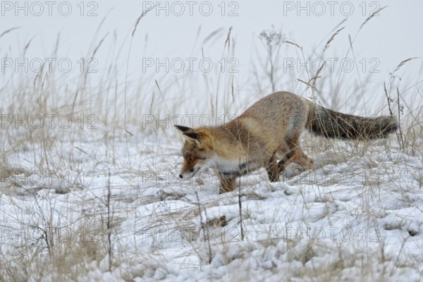 On the hunt for mice... Red fox (Vulpes vulpes) in winter, adult, looking for mice in the snow,