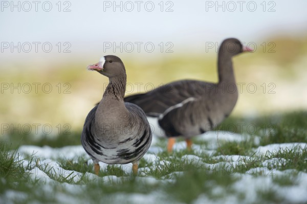 Critical glances... White-fronted goose (Anser albifrons), two wild geese in their wintering