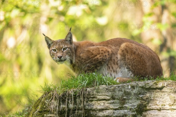Eurasian lynx (Lynx lynx) on a rock, Austria, Europe