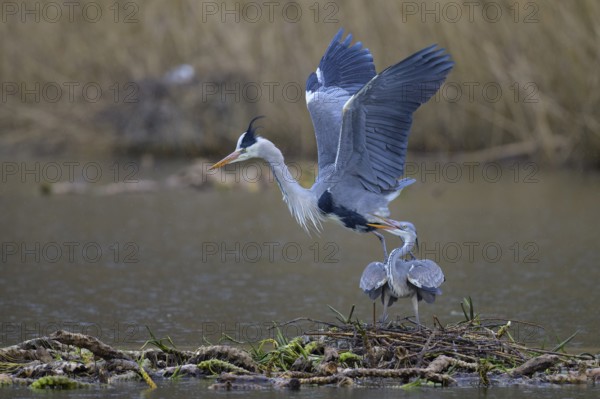 Grey heron (Ardea cinerea), copula, nest on floating roots of water lily in front of reeds, Neckar