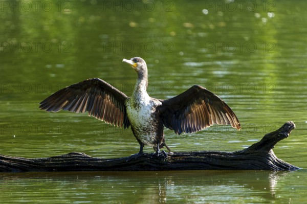 Bird on a tree trunk in the water with wings spread to the sun, Cormorant, (Phalacrocorax carbo),