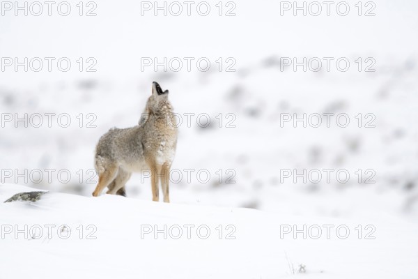 Howling coyote... Coyote (Canis latrans) in winter stands on a hill in the snow and howls, audible