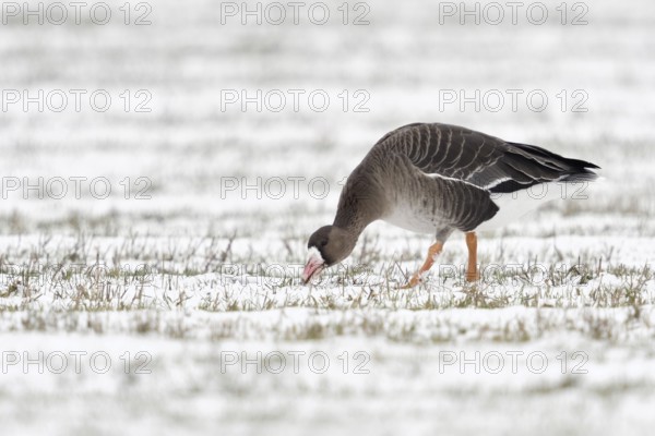 Grazing... White-fronted goose (Anser albifrons) grazing, grazing, eating young grasses on a