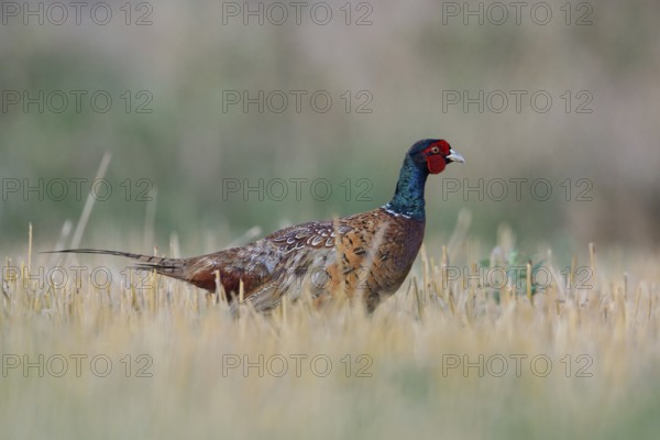 In a stubble field... Pheasant, hunting pheasant (Phasianus colchicus), pheasant cock running