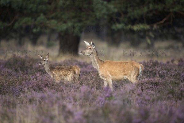 Red deer with calf... Red deer (Cervus elaphus), female red deer with offspring, white spotted calf