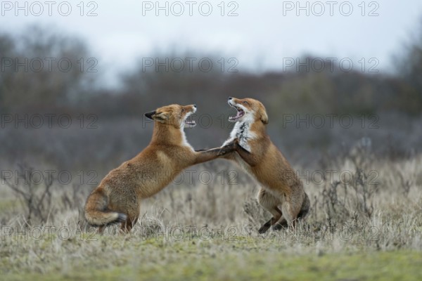 Red fox (Vulpes vulpes), foxes fighting, fight, two red foxes have come into conflict during the