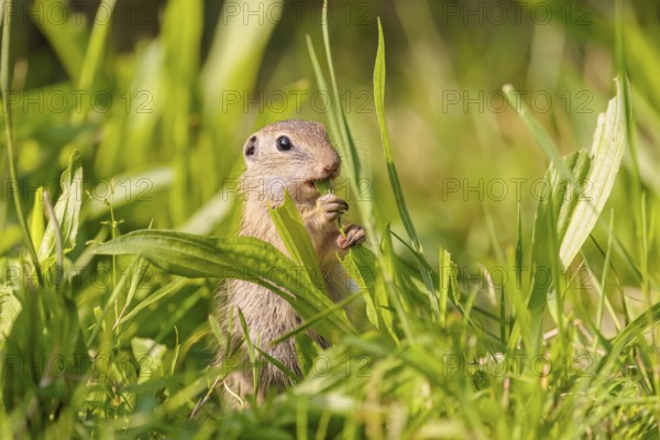 A young European ground squirrel (Spermophilus citellus) or European souslik stands in a meadow