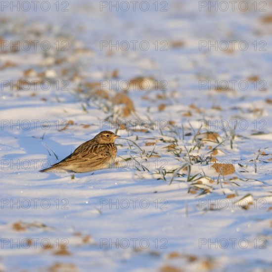 Skylark (Alauda arvensis) in winter, sitting, resting in the early morning light on a field in the