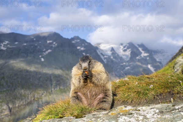 Alpine marmot (Marmota marmota) in autumn, Grossglockner, High Tauern National Park, Austria,