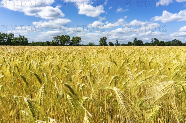 Grain field, in front of harvest, barley, near Bottrop-Kirchhellen, North Rhine-Westphalia,