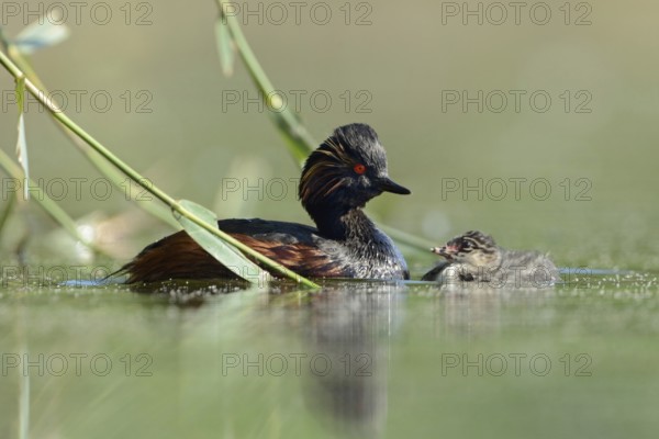 Black-necked Grebe (Podiceps nigricollis), young and old, chicks with adult bird, swimming breast