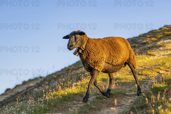 Domestic sheep (Ovis orientalis aries) at sunrise in the Mountains at Hochalpenstraße, Pinzgau,