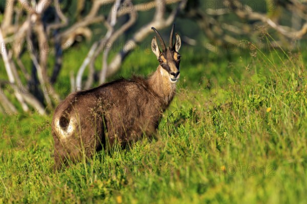 Goat on a green meadow looking slightly into the camera, chamois, chamois, (Rupicapra rupicaprae),