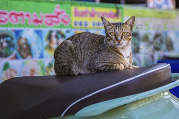 Cat resting on the seat of a scooter in Chiang Rai, Thailand, Asia