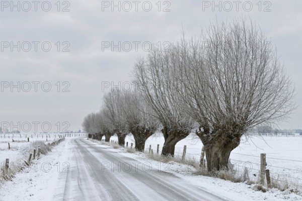 Gnarled old pollarded trees, pollarded willows (Salix sp.) along an icy country road on Bislicher