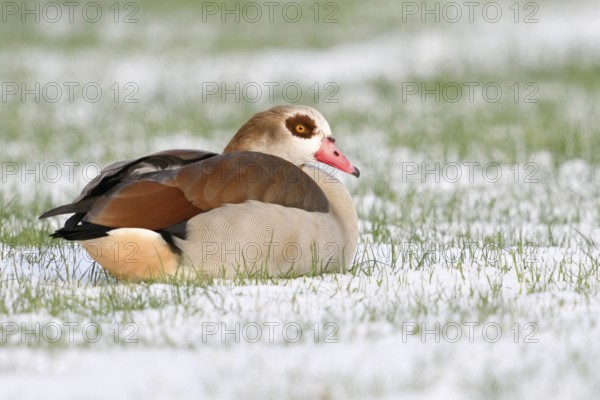 In winter... Nile goose (Alopochen aegyptiacus) resting in a field, lying in the snow, Nile geese