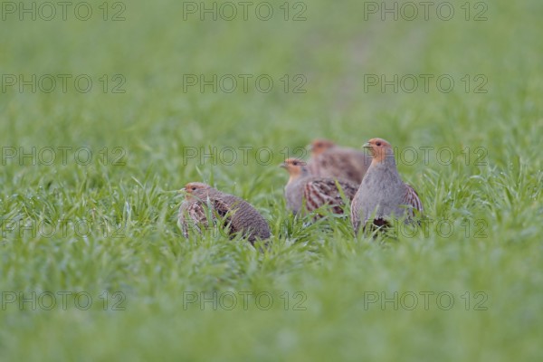 Small company... Grey partridge (Perdix perdix), partridge chain in the field, native birdlife,