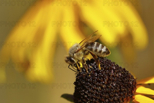 European honey bee (Apis mellifera), collecting nectar from a yellow coneflower (Echinacea