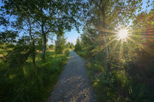 A path through the forest illuminated by the sun shining through the leaves, High Fens, Eifel,