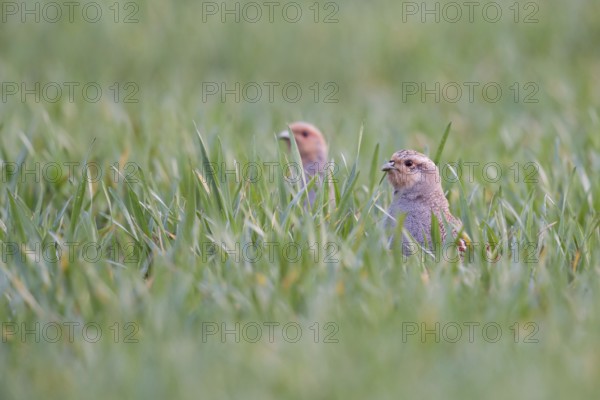 In the winter wheat... Grey partridge (Perdix perdix), two partridges sticking their heads out of