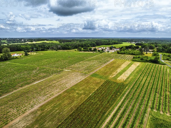 Vineyards and grape fields around Bordeaux from a drone, Saint-Mariens, Gironde,