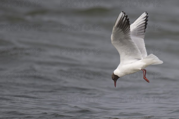 Black-headed gull (Chroicocephalus ridibundus) in summer plumage, flying above the sea surface,