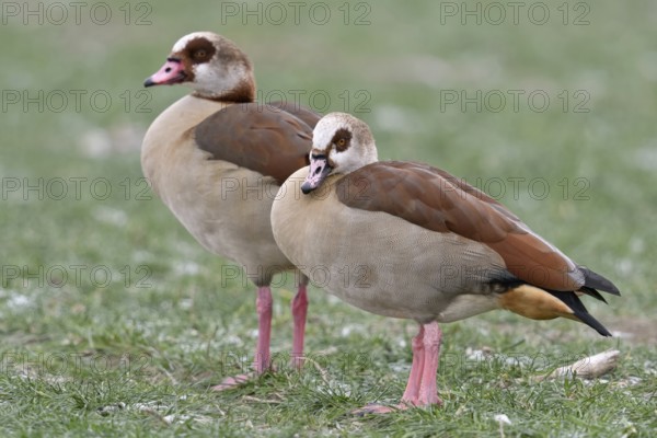 Newcomer... Nile goose (Alopochen aegyptiacus), wild geese, highly competitive invasive, in many