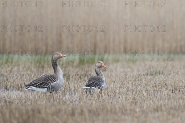 Greylag geese (Anser anser), wild geese in the reeds, probably a pair, standing in shallow water,