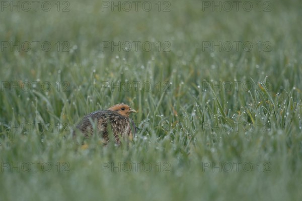Pressed deep into the grass... Grey partridge (Perdix perdix) hiding in a dewy field in the early