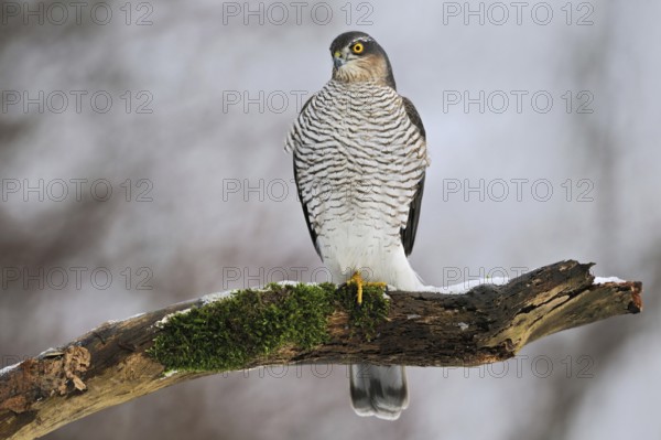 On the hunt for songbirds... Sparrowhawk (Accipiter nisus), native, fast, very agile bird of prey