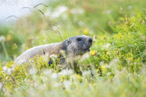 Alpine marmot (Marmota marmota) in autumn, Grossglockner, High Tauern National Park, Austria,