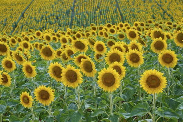A wide field of sunflowers stretches to the horizon, summer, Thüngen, Main Spessart district,