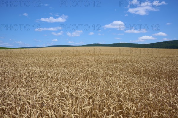 Endless, golden wheat field under a bright blue sky with scattered clouds, summer, Miltenberg,