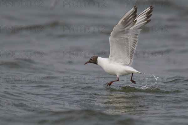 Black-headed gull (Chroicocephalus ridibundus) in summer plumage, flying above the sea surface,