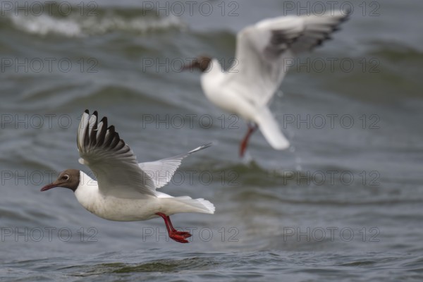 Black-headed gulls (Chroicocephalus ridibundus) in summer plumage, flying above the sea surface,