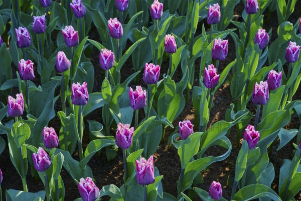 Purple tulips, geometrically arranged, glistening in the early morning light, Keukenhof, Lisse,