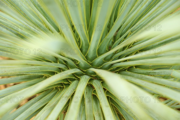 Green leaves of a plant in a detailed structure showing its beauty, Keukenhof, Lisse, province of