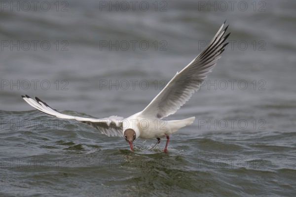 Black-headed gull (Chroicocephalus ridibundus) in summer plumage, flying above the water surface,