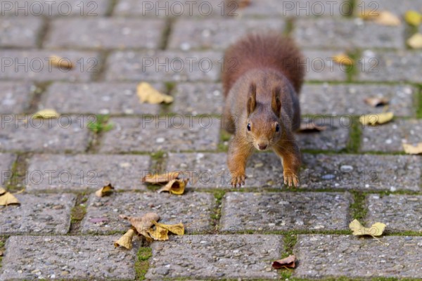 Eurasian squirrel (Sciurus vulgaris), jumping on a paved path covered with leaves, looking