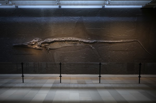 Interior photograph, young ichthyosaur Temnodontosaurus trigonodon, exhibition, excavation on