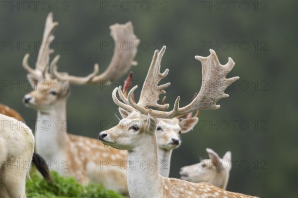 European fallow deer (Dama dama) stags on a meadow, tirol, Kitzbühel, Wildpark Aurach, Austria,