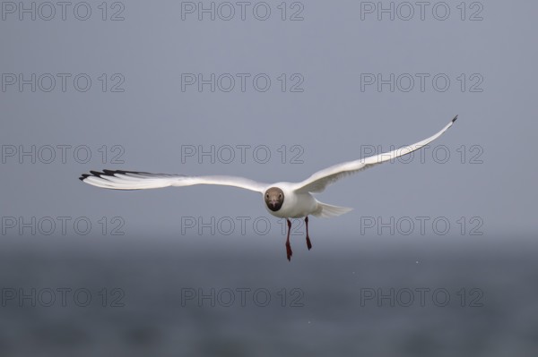 Black-headed gull (Chroicocephalus ridibundus) in summer plumage, flying above the sea surface,
