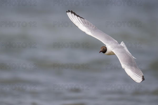 Black-headed gull (Chroicocephalus ridibundus) in summer plumage, in flight above the sea surface
