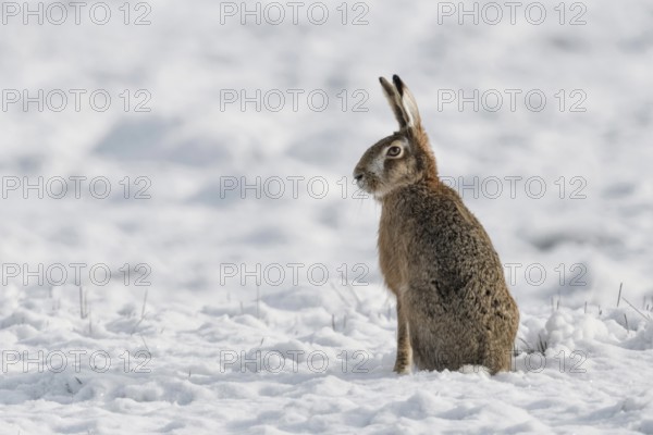 Sitting upright... European hare (Lepus europaeus), hare sitting in a field in the snow, obviously